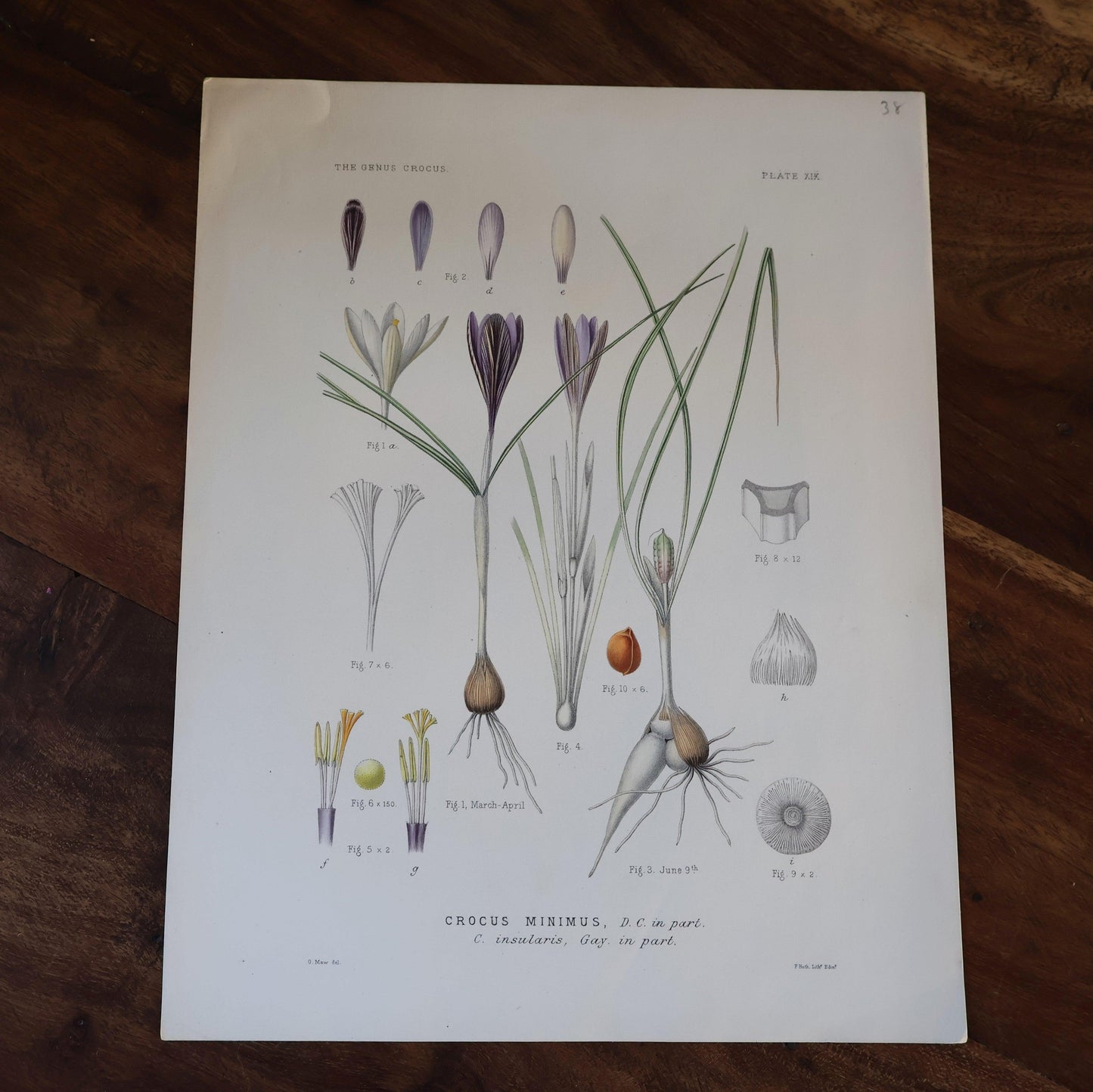 Crocus Book Plate
