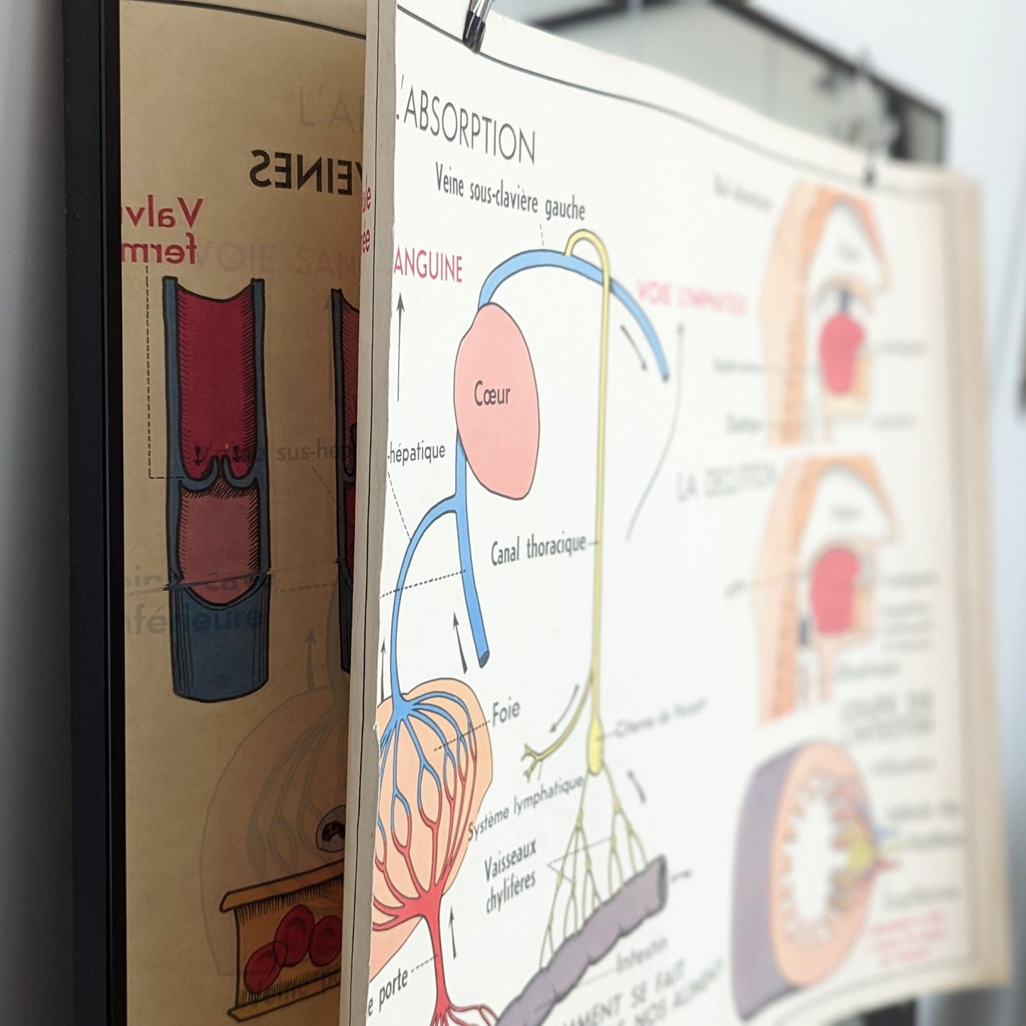 Vintage French Poster - Heart/Absorption/Swallowing