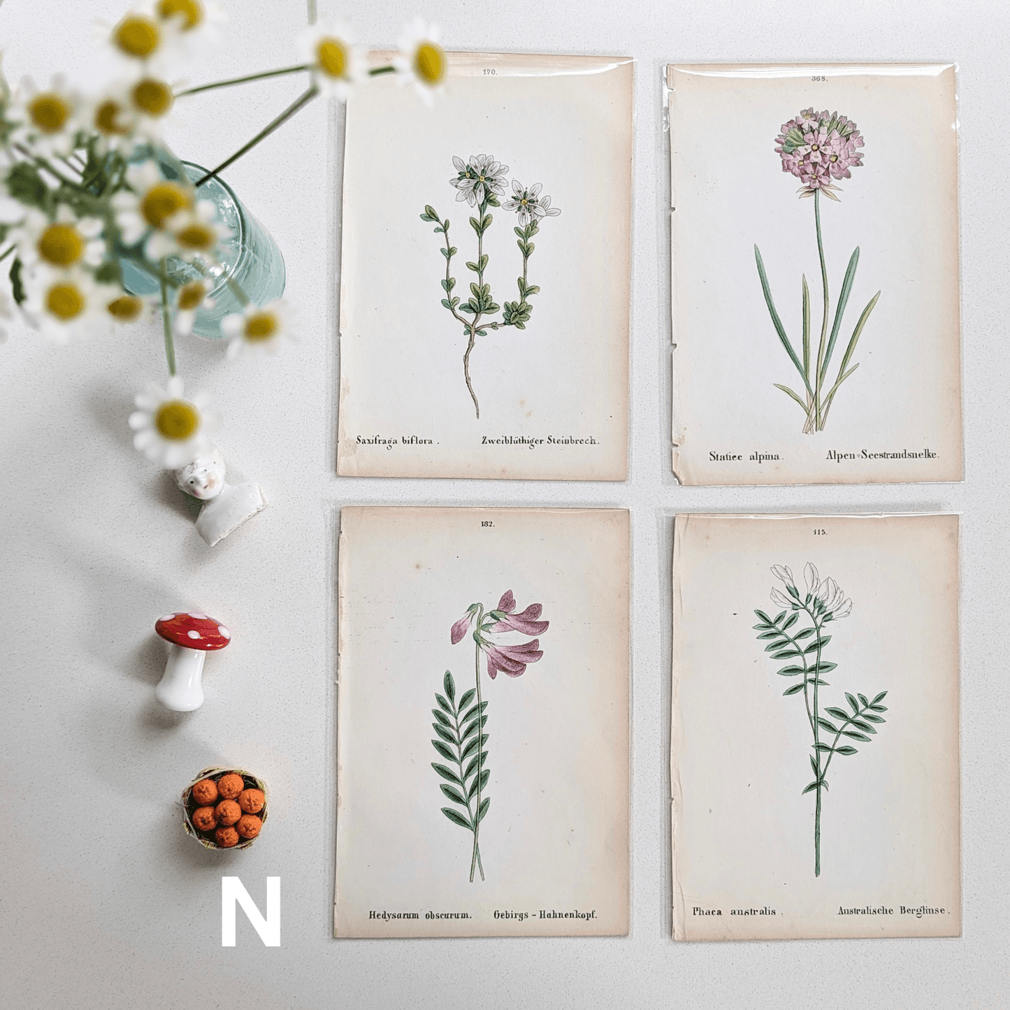 Alpine Plant Book Plate Print Sets