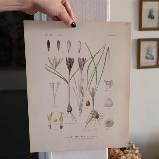 Crocus Book Plate