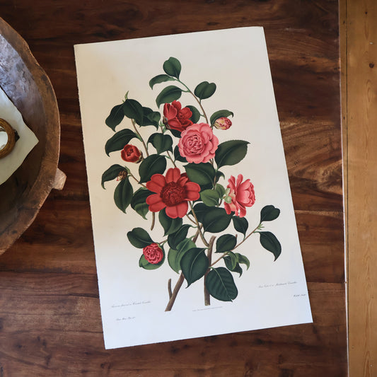 Waratah Camellia 1950s Lithograph