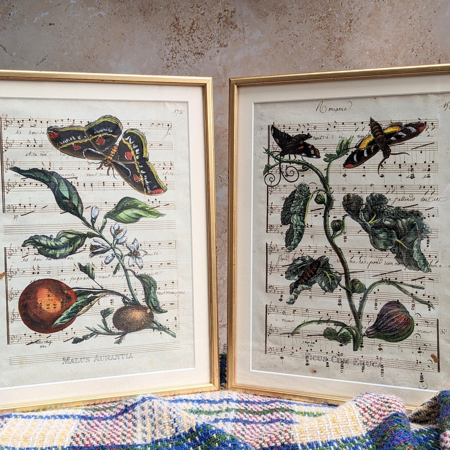 Framed Butterfly Antique Pages - Sleek Gold (2 styles)