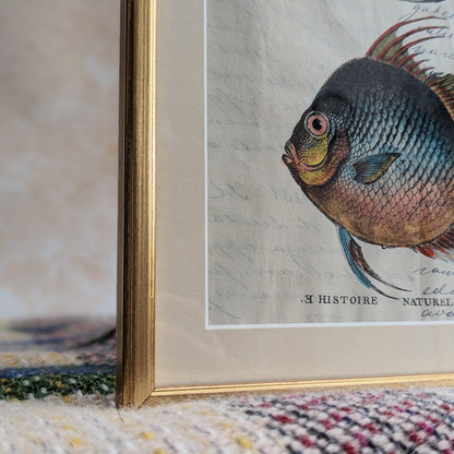 Framed Fish Antique Pages- Sleek Gold (4 styles)