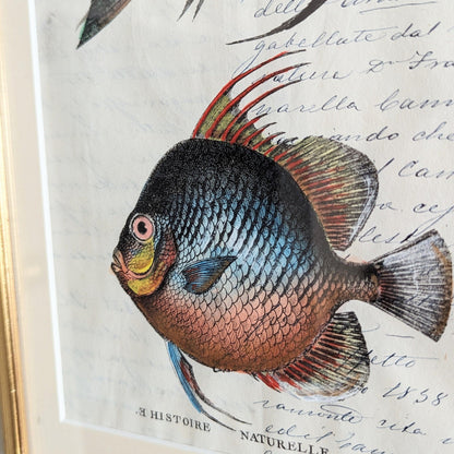 Framed Fish Antique Pages- Sleek Gold (4 styles)