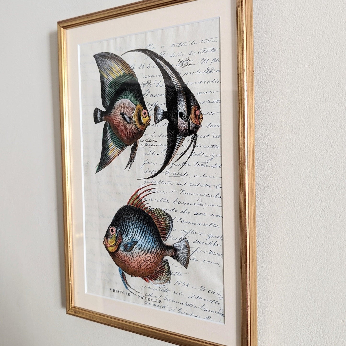 Framed Fish Antique Pages- Sleek Gold (4 styles)