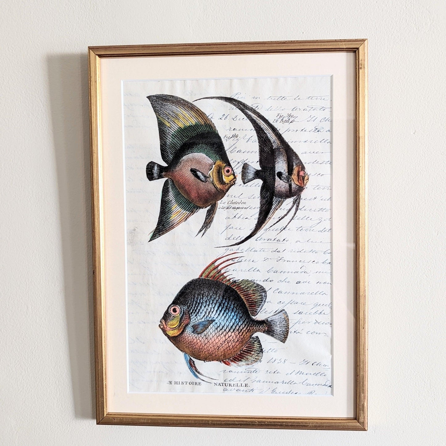 Framed Fish Antique Pages- Sleek Gold (4 styles)