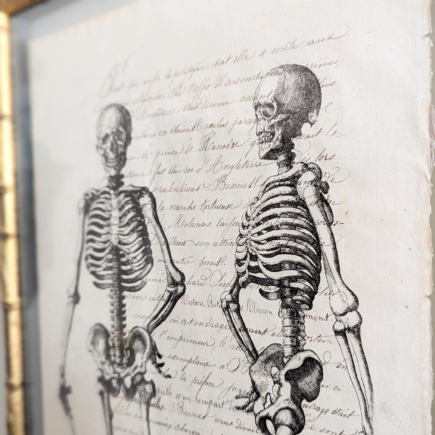 Framed Skeleton Antique Pages - Bamboo (3 styles)