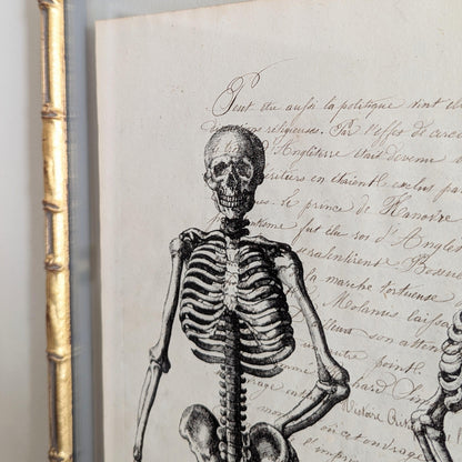 Framed Skeleton Antique Pages - Bamboo (3 styles)