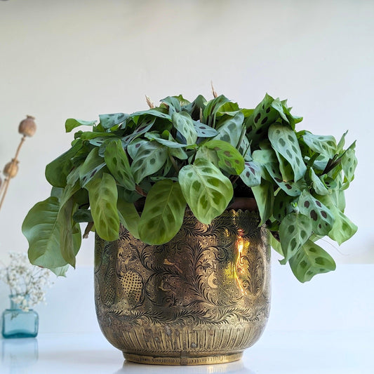 Stunning Brass Plant Pot