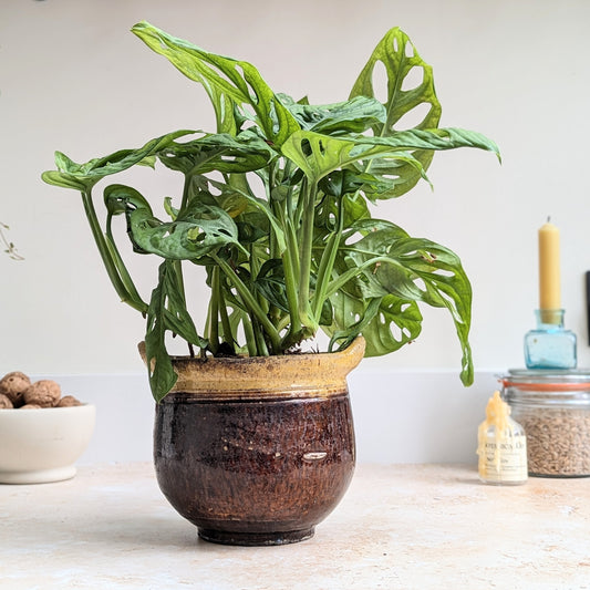 Rustic Purple/Brown and Yellow Plant Pot