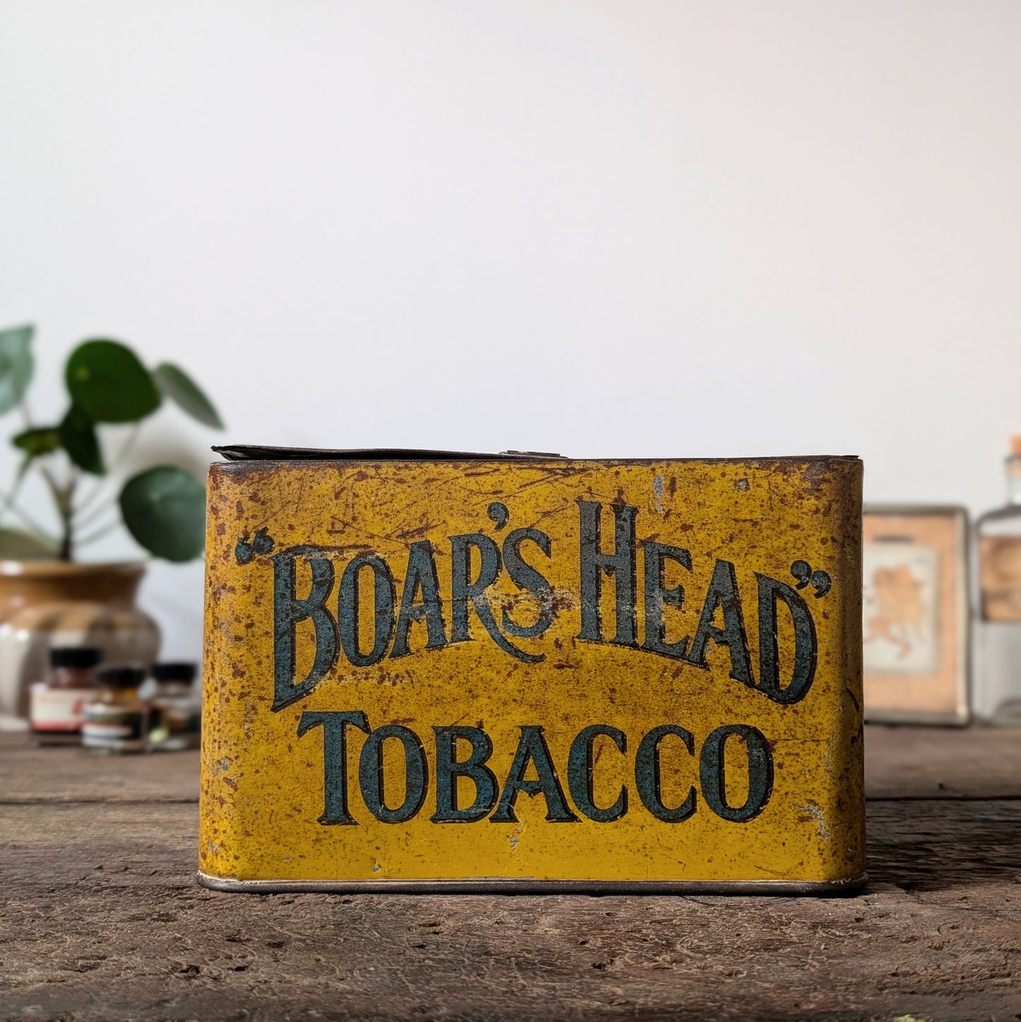 Rare Boar's Head Tobacco Counter Top Tin