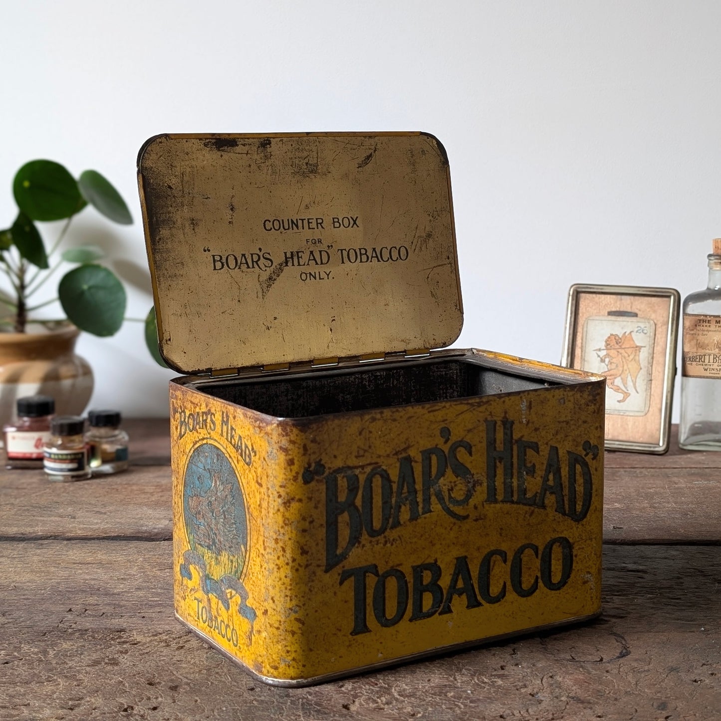 Rare Boar's Head Tobacco Counter Top Tin