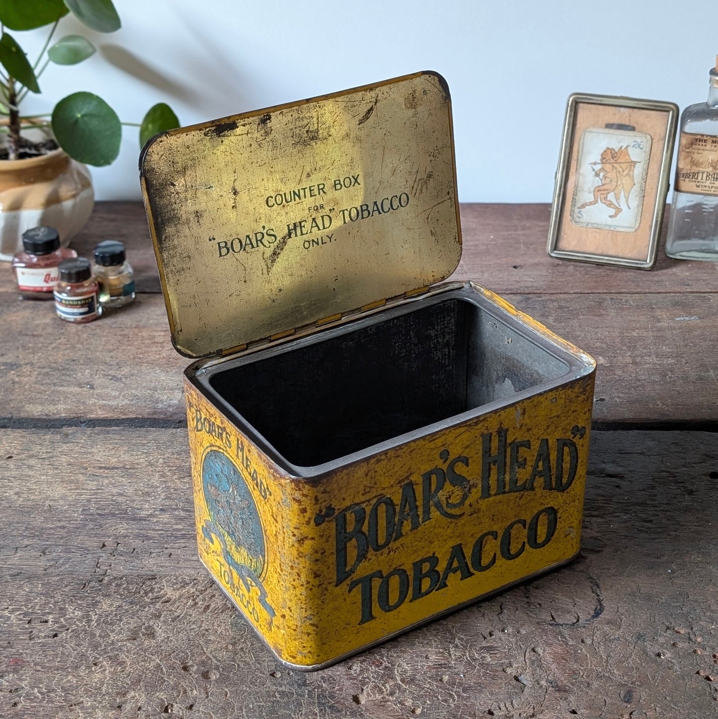 Rare Boar's Head Tobacco Counter Top Tin