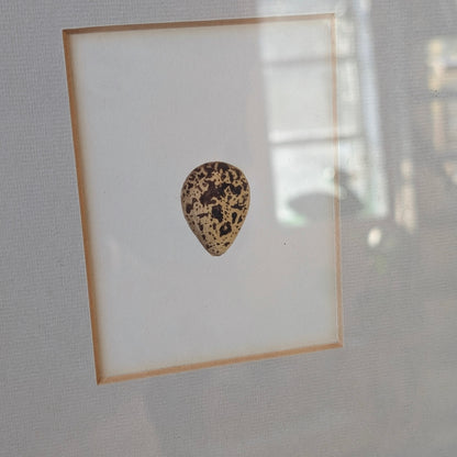 Bird Egg Watercolour/Print (Small Yellow Brown)