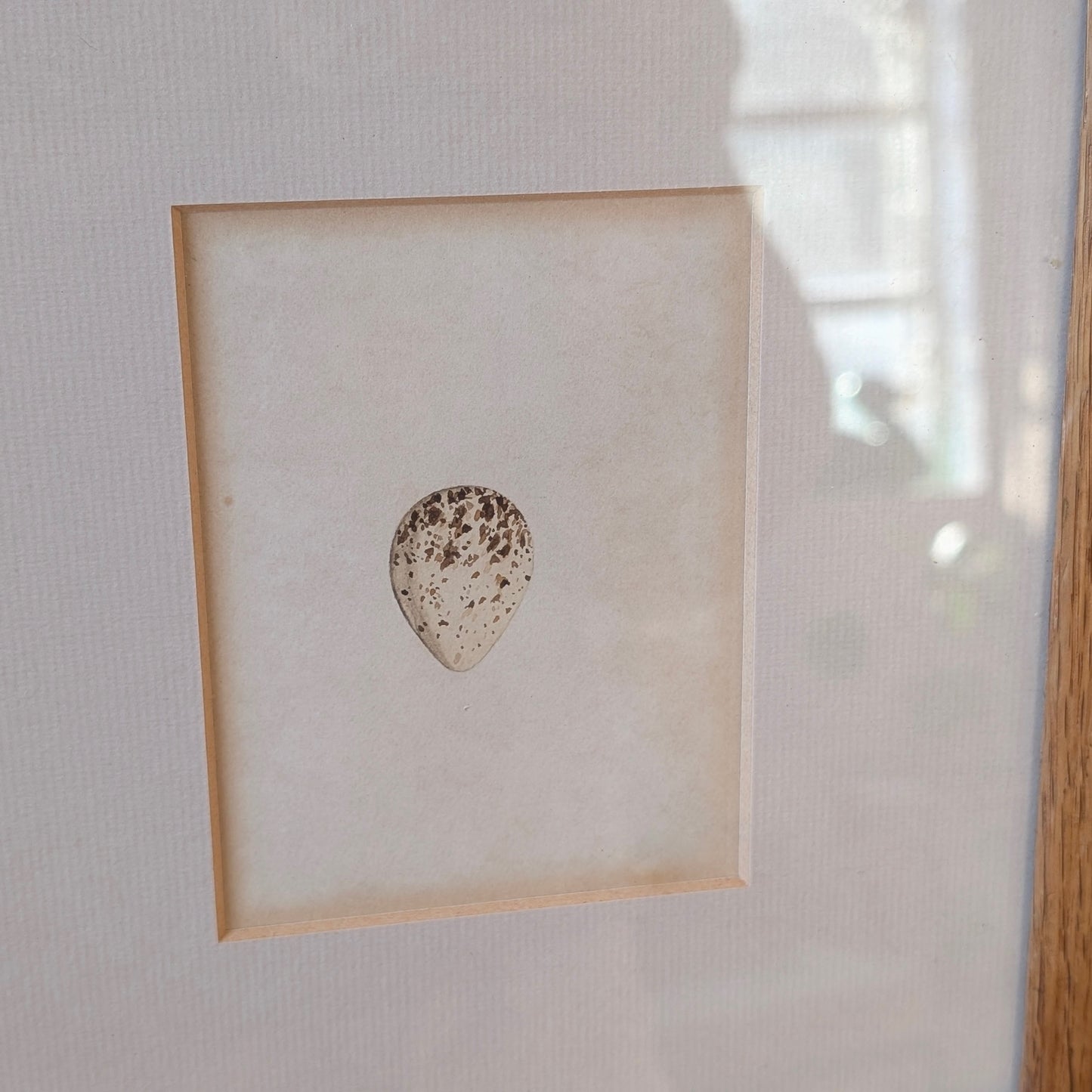 Bird Egg Watercolour/Print (Small White Brown)
