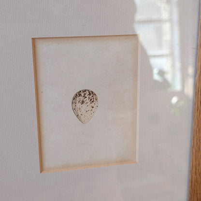 Bird Egg Watercolour/Print (Small White Brown)