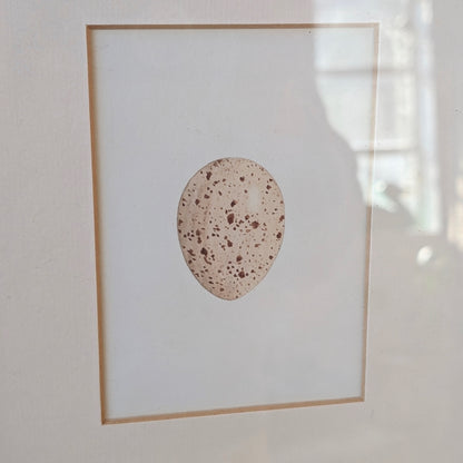 Bird Egg Watercolour/Print (Cream Speckled)