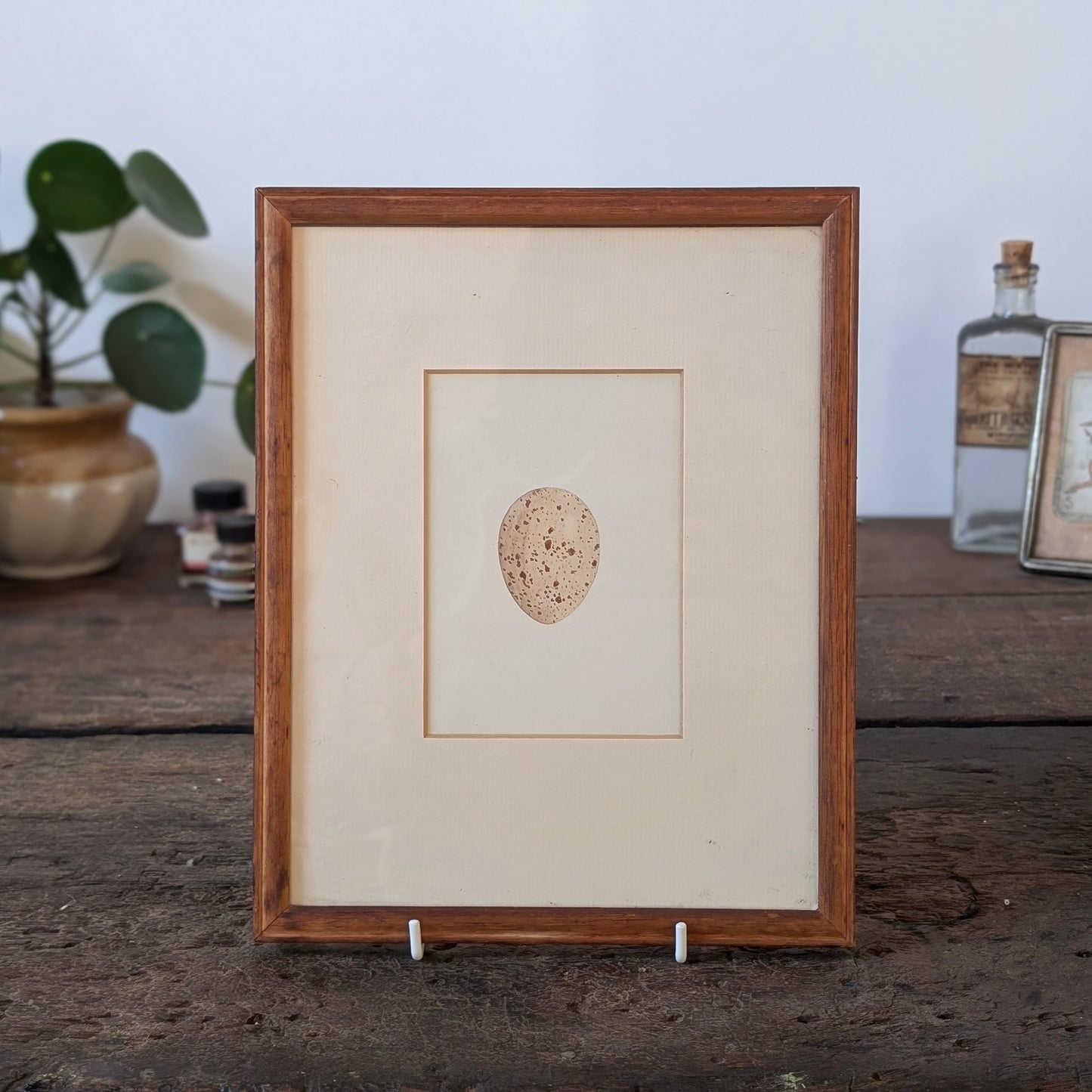 Bird Egg Watercolour/Print (Cream Speckled)