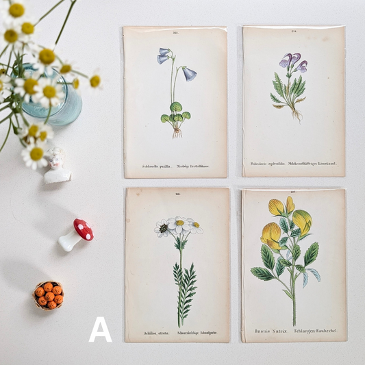 Alpine Plant Book Plate Print Sets