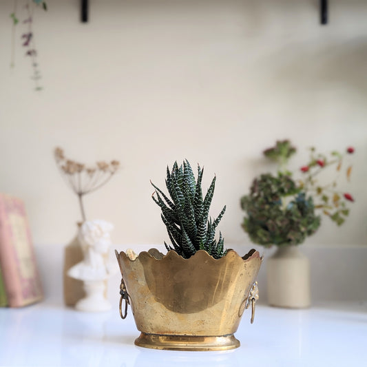 Brass Scallop Design Lion Planter